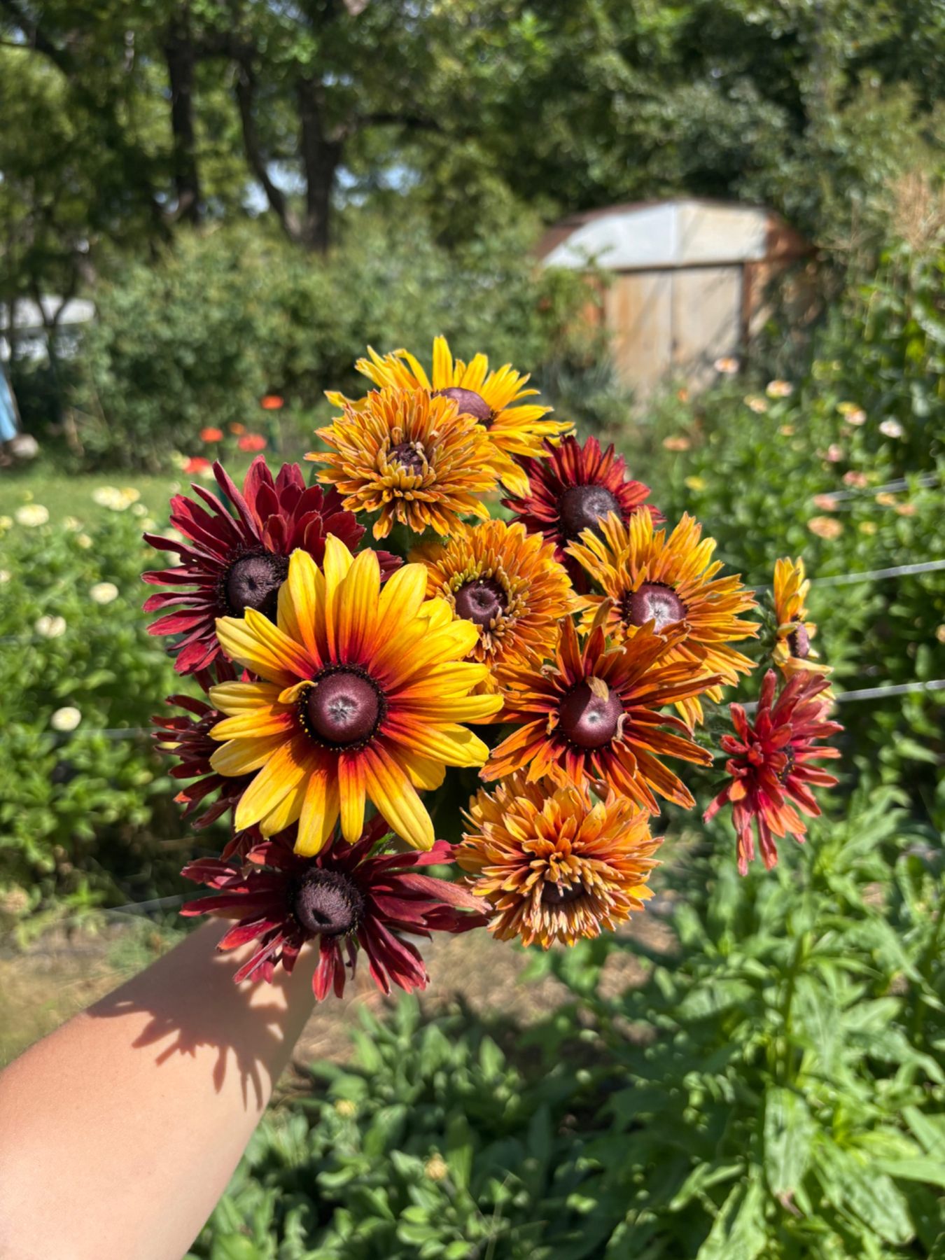 Colorful rudbeckia flowers