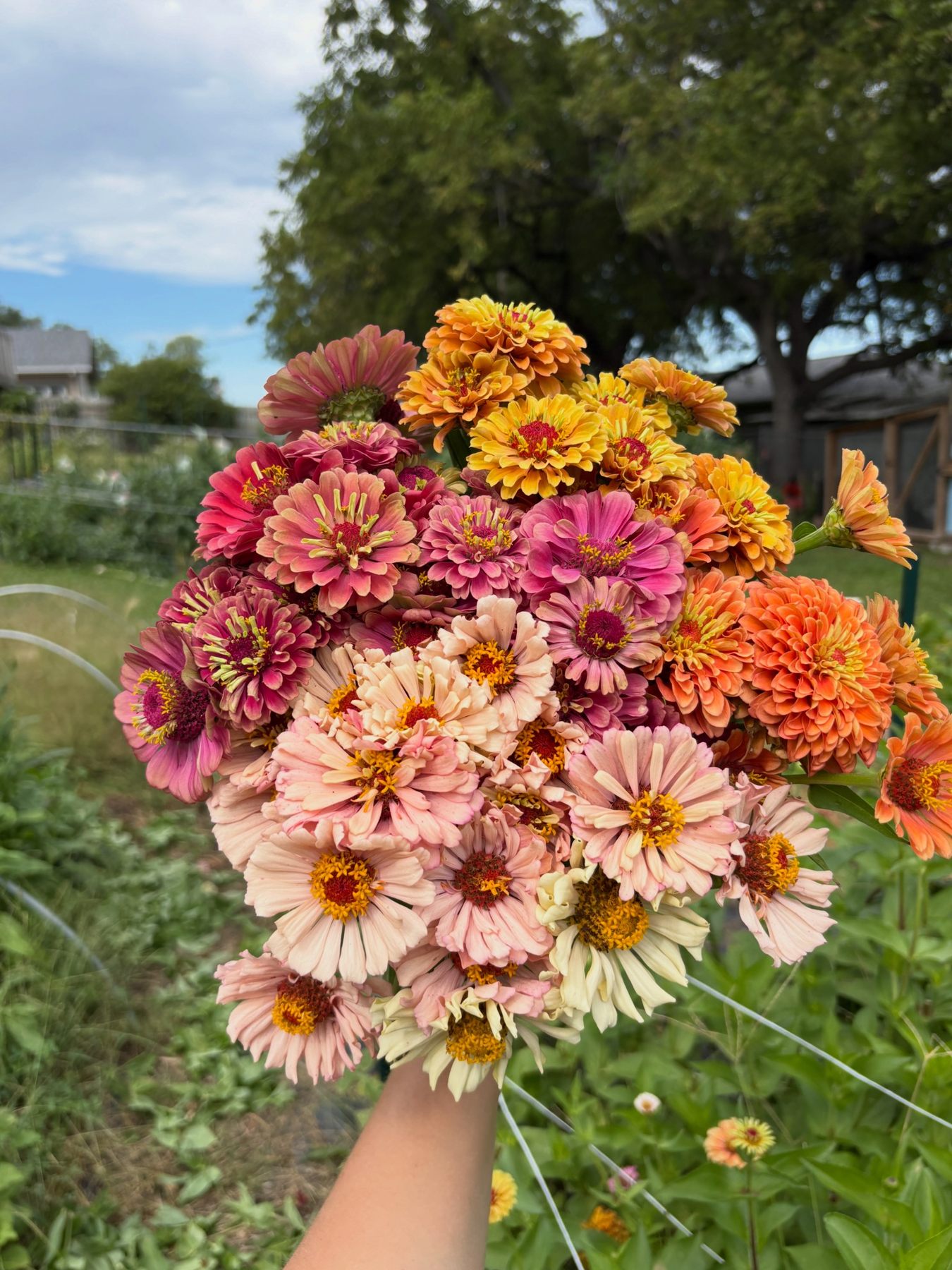 Wrapped bouquets at the farmers market