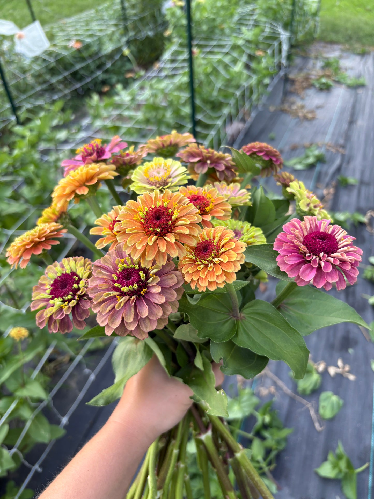 Zinnia Seeds