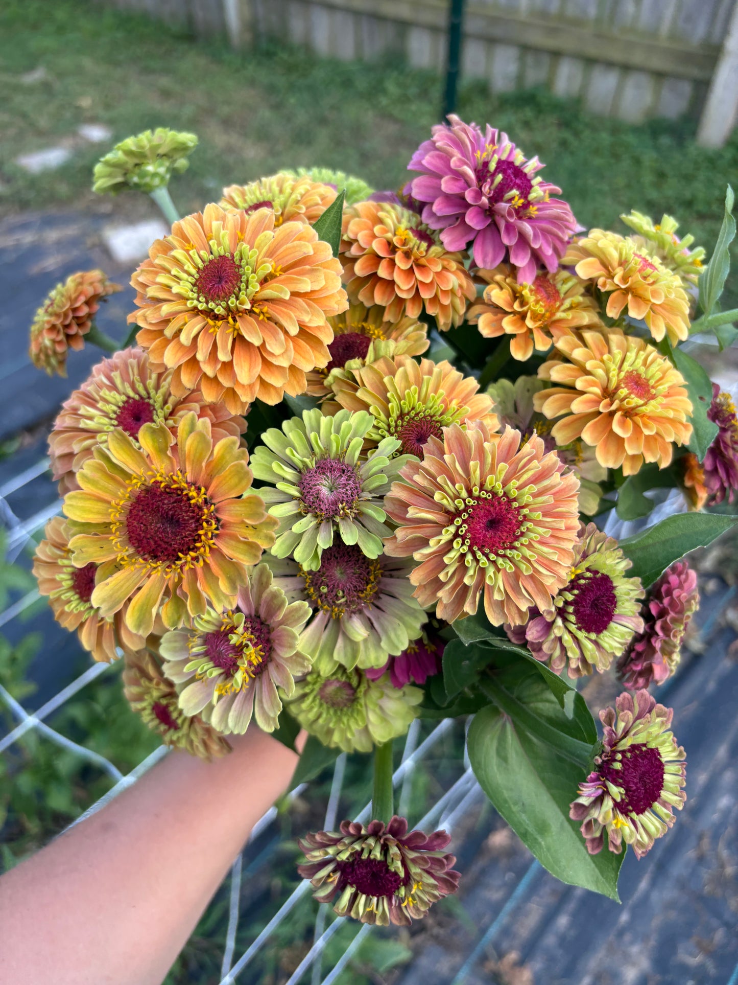 Zinnia Seeds