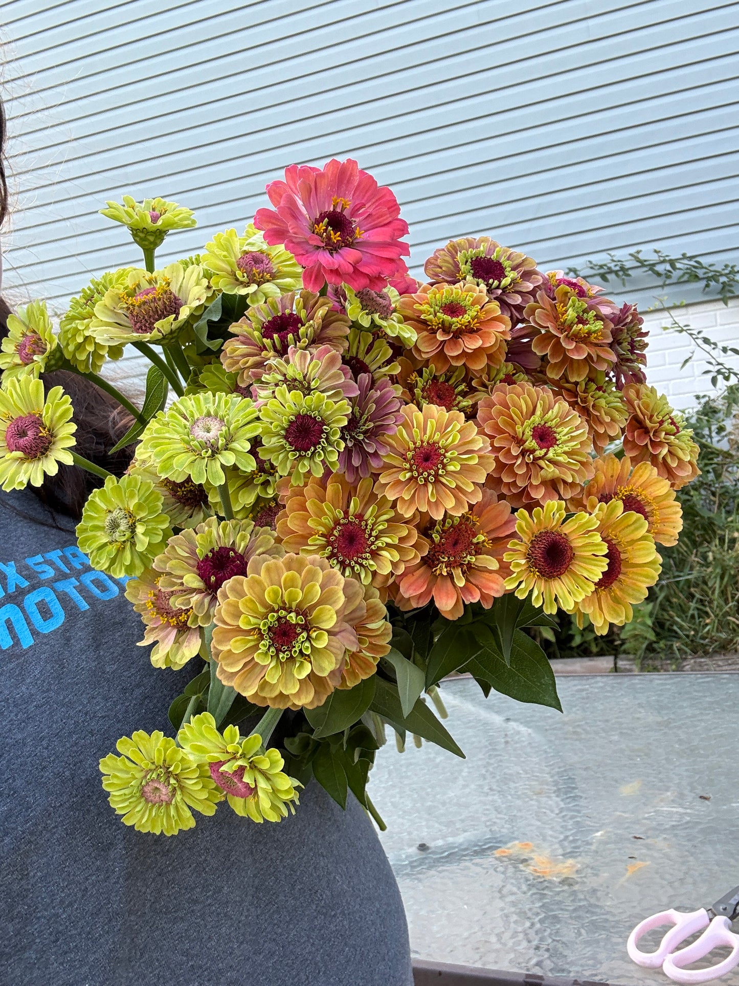 Zinnia Seeds
