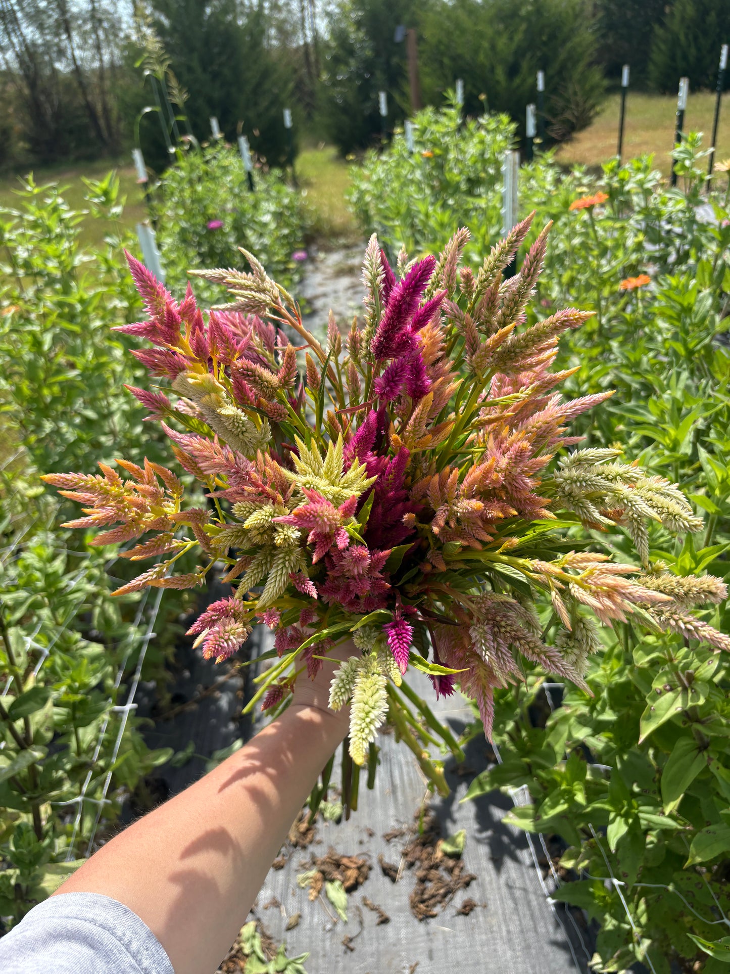 Celosia Seed