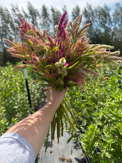Celosia Seed