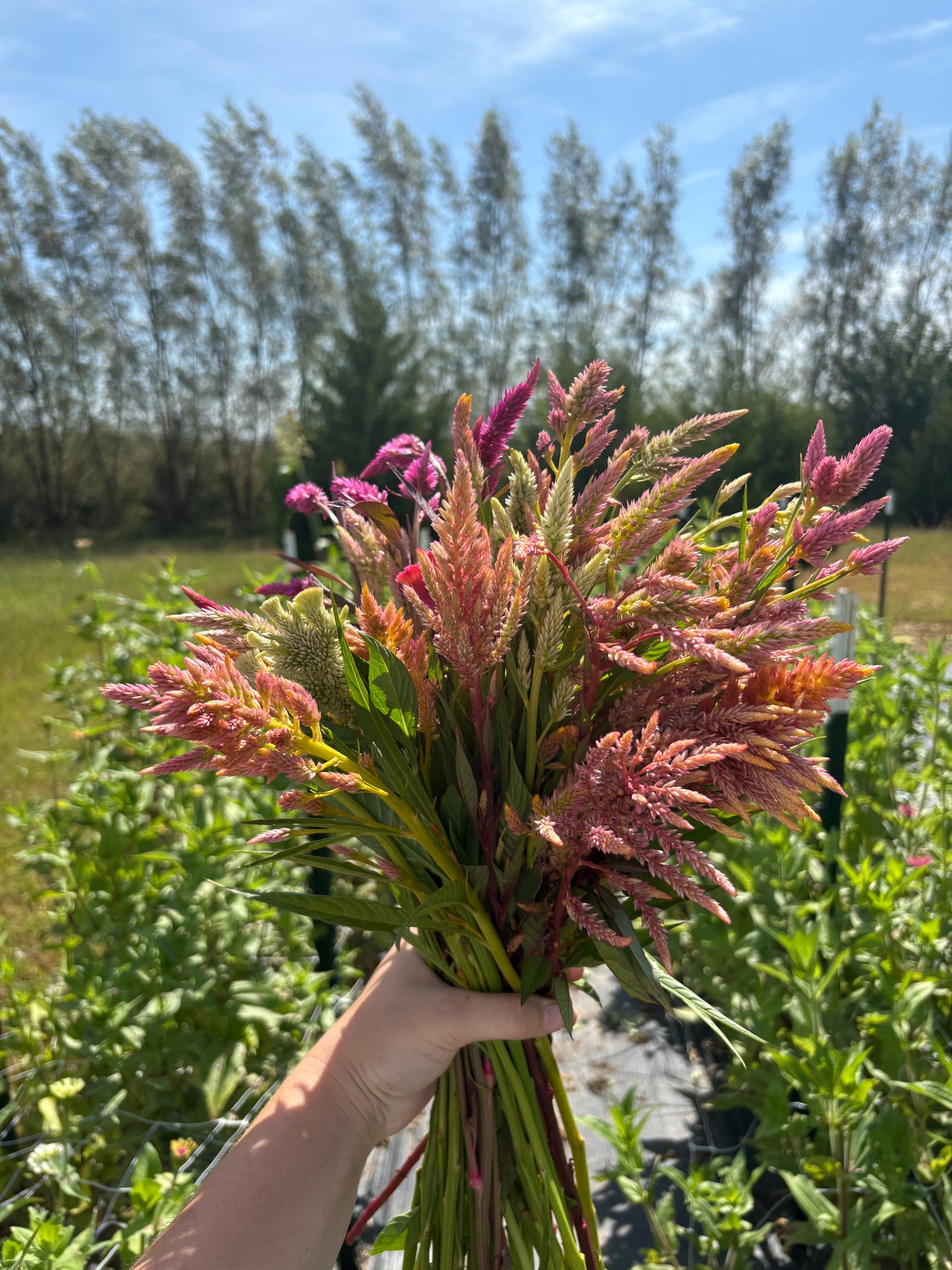 Celosia Seed