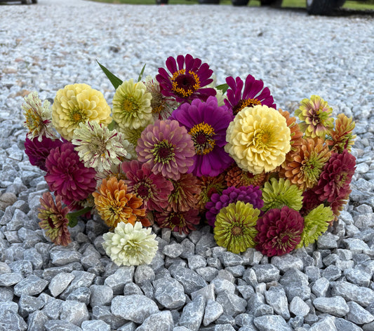 Zinnia Seeds