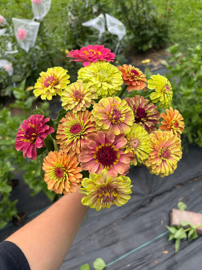 Zinnia Seeds